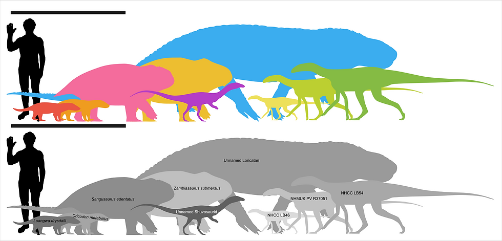 上部恩塔韋雷層(upper Ntawere Formation)幾類大型陸生脊椎動物的體型比較(圖片來源:Lovegrove J et al. (2025),採用 CC BY 4.0 授權)