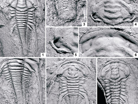 達氏鴯鶓蟲（Emuella dalgarnoi）