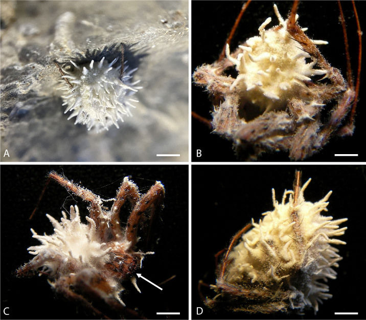 Gibellula attenboroughii infecting Meta menardi（Image source：Evans HC et al. (2025)， CC BY-NC-ND 4.0 ）