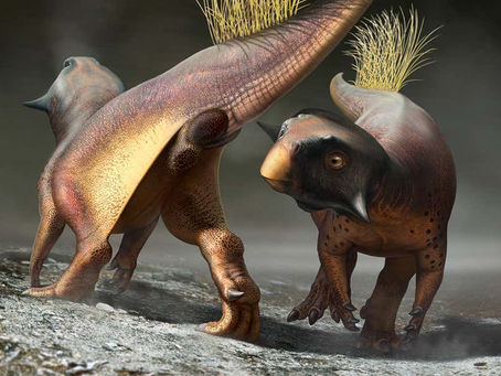 SMF R 4970 一個傳奇的標本