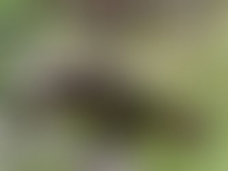 啄羊鸚鵡布魯斯的逆襲