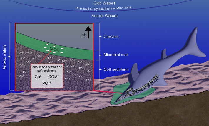Cretaceous Ichthyosaur Skin Fossil: Rare Soft-Tissue Preservation Discovered in Colombia
