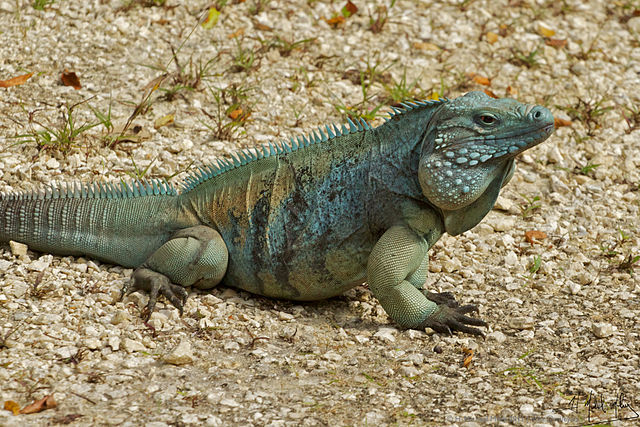 Blue iguana(圖片來源:H. Michael Miley from Schaumburg, USA,採用 CC BY-SA 2.0 授權)