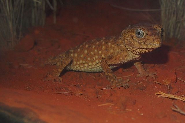 棘皮瘤尾守宮（圖片來源：Mark Marathon，採用 CC BY-SA 3.0 授權）