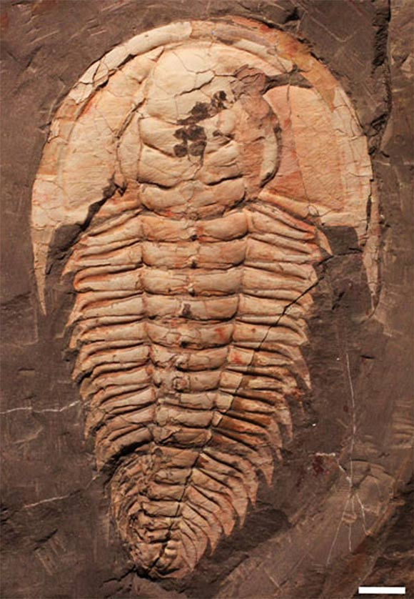 霸王萊得利基蟲化石標本 圖源:Holmes et al