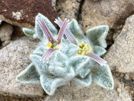 羊毛惡魔草(Ovicula biradiata)