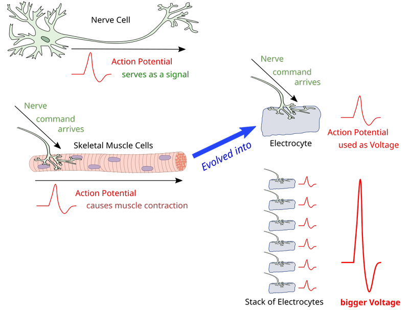 The large-scale summation of action potentials（Image source：Ian Alexander， CC BY-SA 4.0 ）