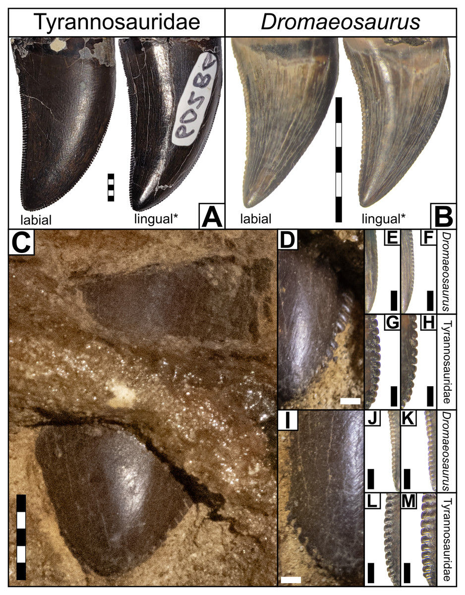 暴龍牙、馳龍牙與 MOR 1627 內嵌牙的對比圖，C、D、I 為內嵌牙（圖片來源：Wyenberg-Henzler, T. C. A., Scannella, J. B. (2026).，採用 CC BY-NC 4.0 授權）