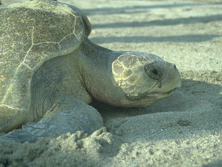 Supraorbital salt glands in Spinosaurinae provide new evidence for high-salinity adaptation in non-avian dinosaurs