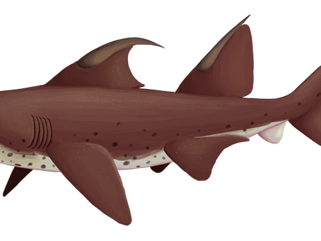 霍夫曼龍鯊（Dracopristis hoffmanorum） 