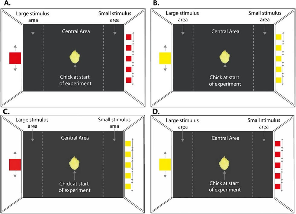 顏色與大小偏好的研究方法（圖片來源：Freeland LV et al. (2025)，採用 CC BY 4.0 授權）