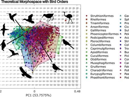 Have Bird Wings Evolved into the Best Possible Shapes for Flight?