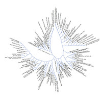 Phylogenetic tree.jpg