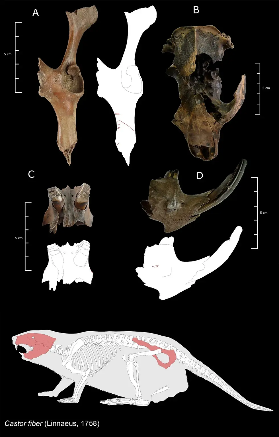 歐亞河狸的切割痕跡(圖片來源:Verheijen I et al. (2026),採用 CC BY-NC-ND 4.0 授權)