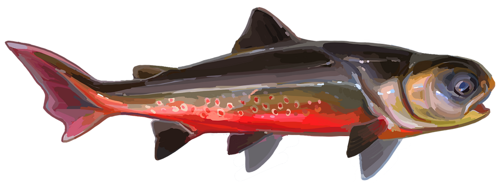 劉氏布龍魚（Bulongosteus liui）