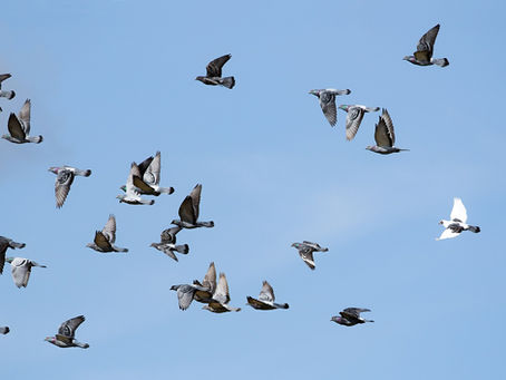 Homing pigeons navigate with the help of macrophages in the liver