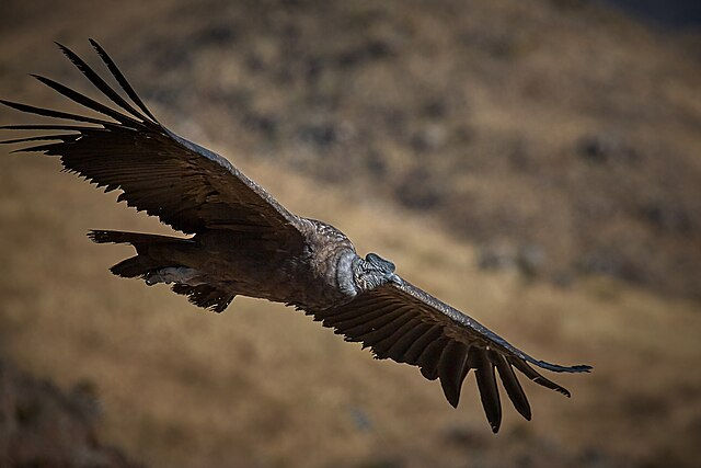 Vultur gryphus（Image source：Pedro Szekely， CC BY-SA 2.0 ）