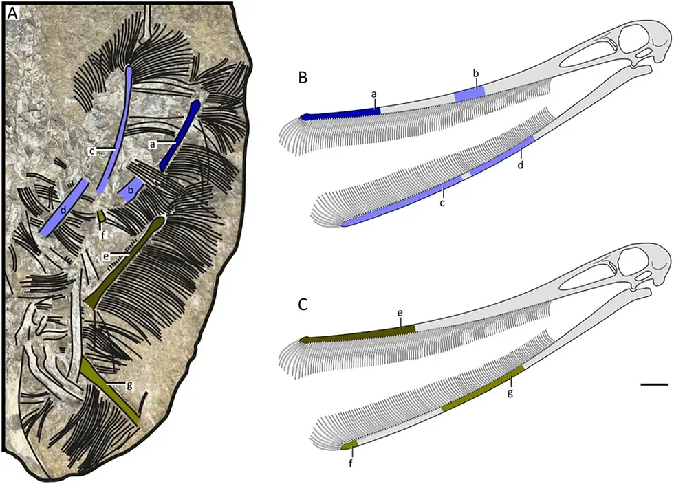誤把魚的鰓弓當作翼龍的下頷(圖片來源:Pêgas RV et al. (2025),採用 CC BY-NC-ND 4.0 授權)