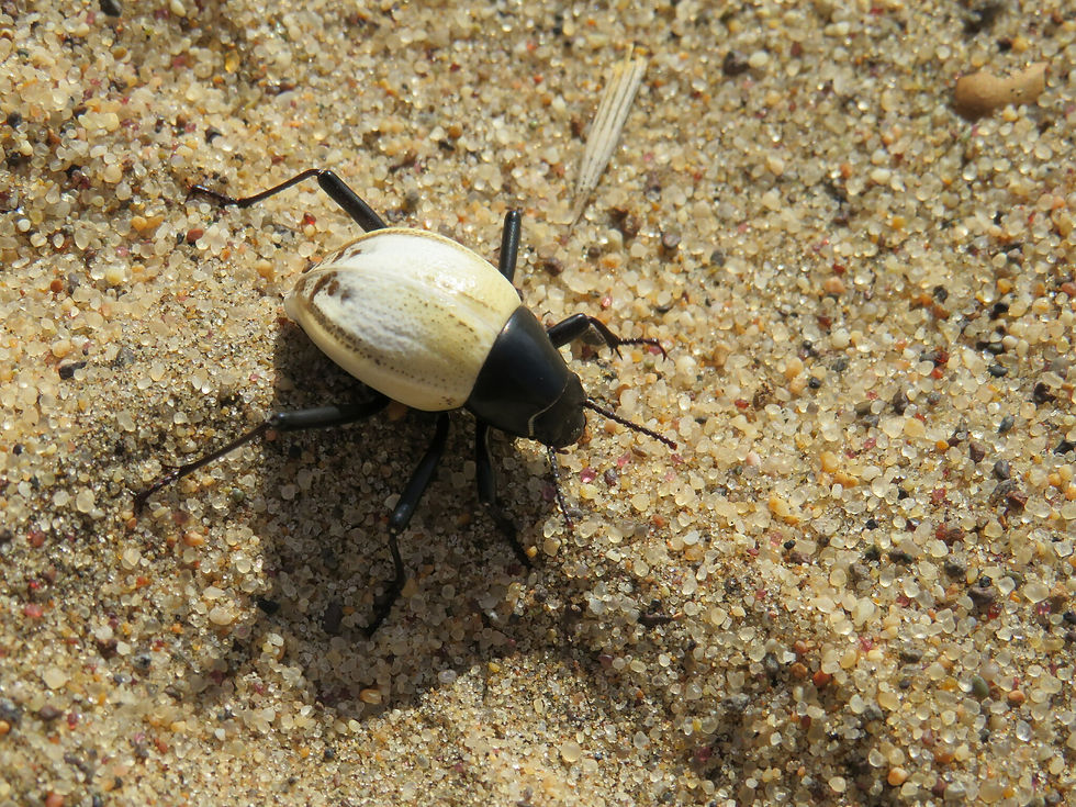 The fog-basking beetle Onymacris bicolor(Image source:Silke Rugheimer, CC BY-NC 4.0 )