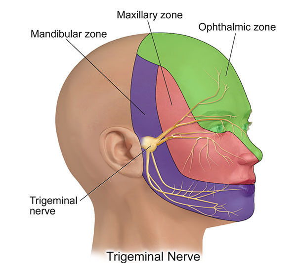 Trigeminal nerve(圖片來源:BruceBlaus,採用 CC BY-SA 4.0 授權)