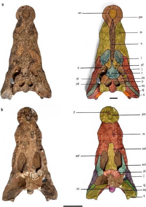 Fossil of Crocodylus sudani（Image source：Salih, K et al. (2025).， CC BY 4.0 ）
