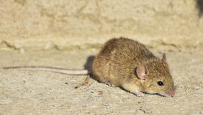 齧齒動物為什麼無法嘔吐?從胃、橫膈膜到腦幹的答案