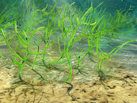 古原枝藻（Proterocladus antiquus）