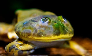 圓眼珍珠蛙（小丑蛙）