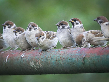 化石的形態、結構與功能-古生物學入門(五)