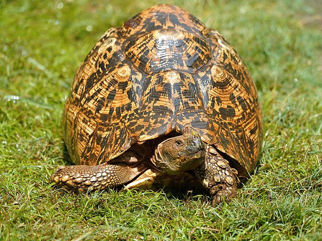 豹紋陸龜(圖片來源:Ethmostigmus,採用 CC BY-SA 4.0 授權)