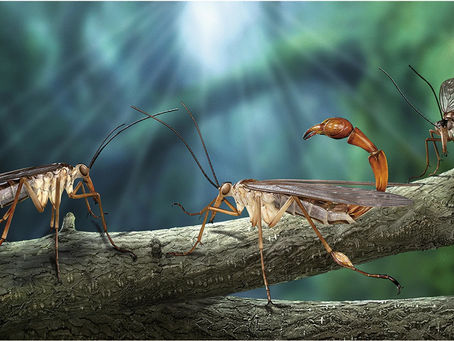 侏羅紀蠍蛉的膨大跗節:化石揭開古昆蟲的性選擇
