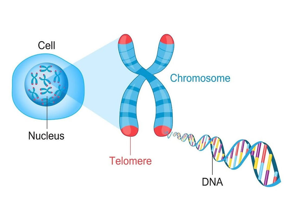Telomeres of chromosomes（Image source：Ozcagli E et al/Shutterstock， CC BY-NC-ND 4.0 ）