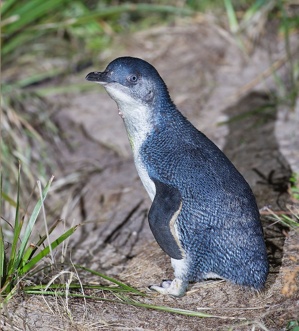 Little penguin（Image source：JJ Harrison， CC BY-SA 3.0 ）