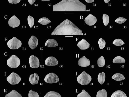 比特里爾旋孔貝（Cyclothyris bitririca ）