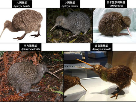 A Brief Overview of Kiwi Species Diversity