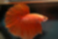 泰國鬥魚，雄魚，人為選育（圖片來源：Daniella Vereeken，採用 CC BY 2.0 授權）