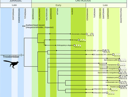 傷齒龍科恐龍到底吃什麼?零散證據相互拼湊,可能多為雜食性