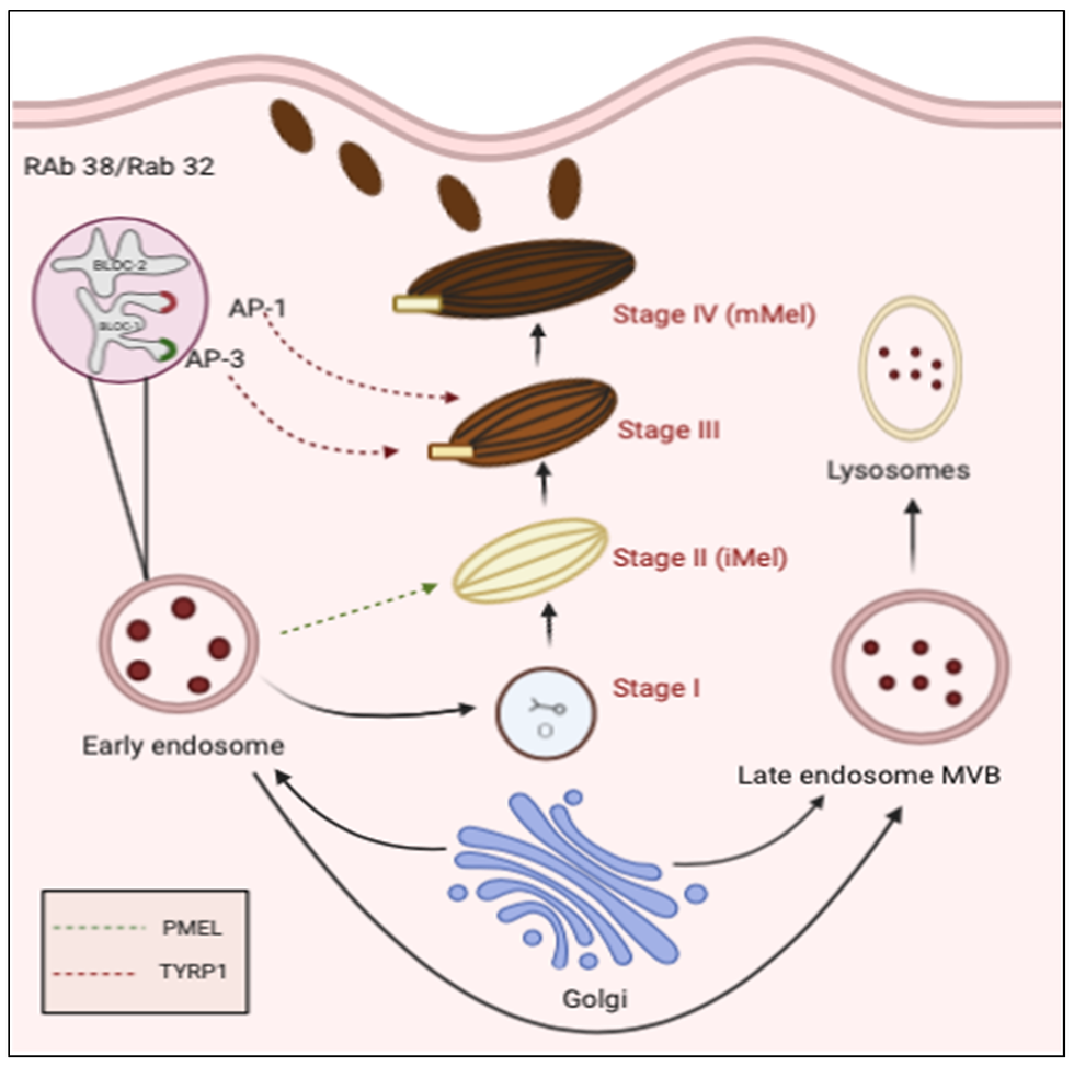 Biogenesis of Melanosomes in Melanocytes