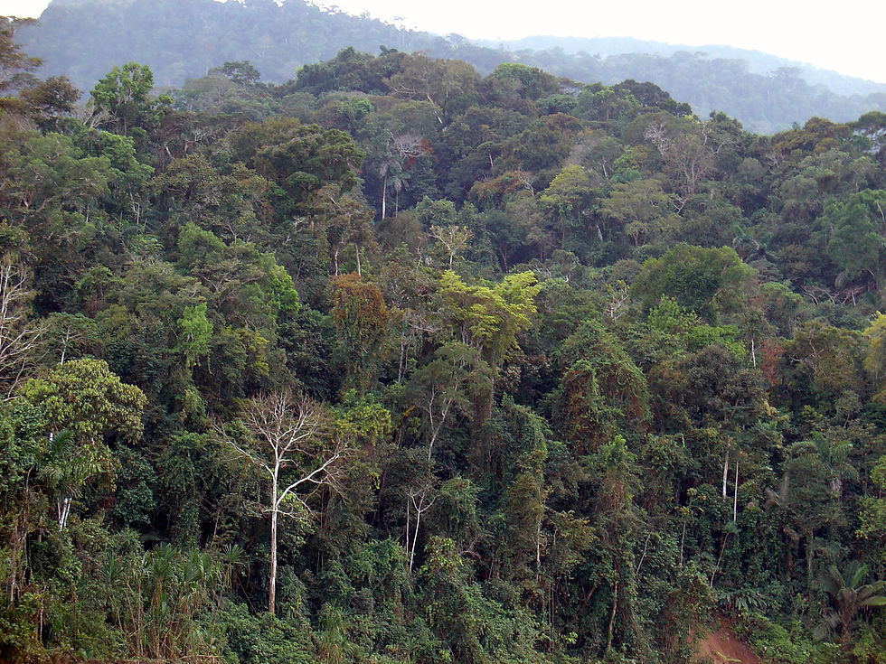The Peruvian Amazon rainforest(Image source:Martin St-Amant, CC BY-SA 4.0 )