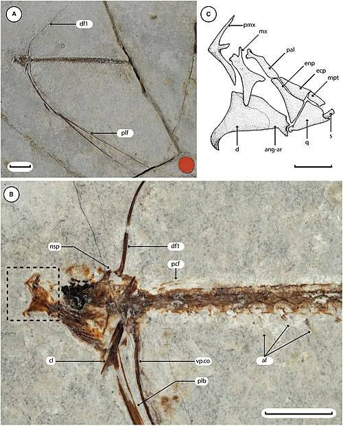 Holotype specimen of Dibango volans（Image source：Davesne, D., Carnevale, G. (2025).， CC BY 4.0 ）