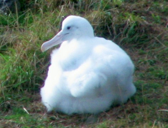 北方皇家信天翁(Diomedea sanfordi)的雛鳥(圖片來源:Benchill,採用 CC BY-SA 3.0 授權)