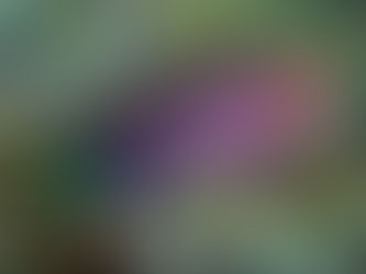 六帶擬唇魚 | 海水水族