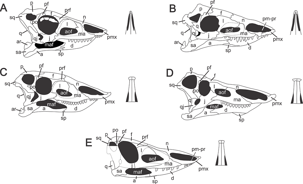 堅蜥目頭骨重建圖，可以看見其巨大的鼻孔與上翹的嘴部，(A) 堅蜥（Aetosaurus ferratus）, (B) 副正體龍（Paratypothorax andressorum）, (C)鍬鱗龍（ Stagonolepis robertsoni）, (D)鏈鱷 （Desmatosuchus smalli）, (E)似堅蜥（ Aetosauroides scagliai）（圖片來源：Biacchi Brust AC, Desojo JB, Schultz CL, Paes-Neto VD, Da-Rosa ÁAS，採用 CC BY 4.0 授權）