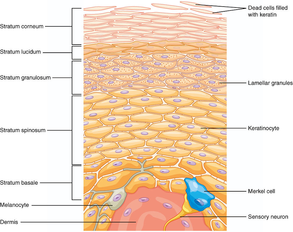 表皮基底層的位置。表皮與真皮結構，角質層（stratum corneum）、透明層（stratum lucidum）、顆粒層（stratum granulosum）、棘層（stratum spinosum）、基底層（stratum basale）；黑色素細胞（melanocyte）；真皮（dermis）；板層顆粒（lamellar granules）；角質形成細胞（keratinocyte）；默克爾細胞（Merkel cell）（圖片來源：OpenStax College : J. Gordon Betts, Peter Desaix, Eddie Johnson.，採用 CC BY 3.0 授權）