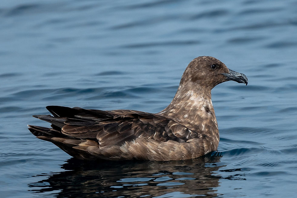 棕色賊鷗(圖片來源:Gopala Krishna A,採用 CC BY-SA 4.0 授權)