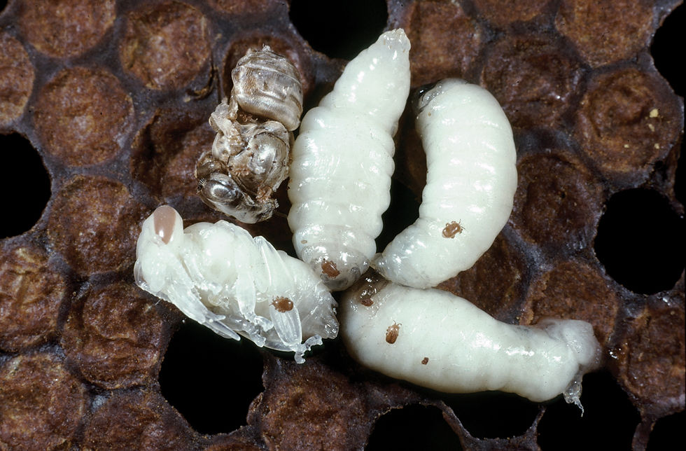 Pupae and larvae of the Eastern honey bee at different developmental stages(圖片來源:Denis Anderson, CSIRO,採用 CC BY 3.0 授權)