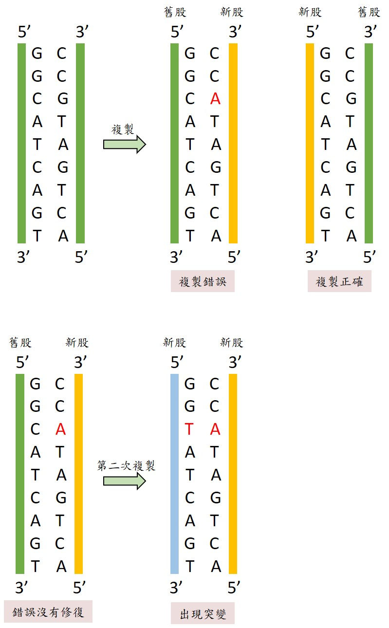 （圖四）DNA複製（水也佑製作）
