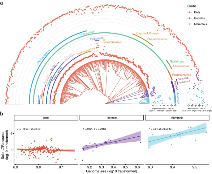 鳥類基因組中的 solo-LTR 與哺乳類和爬行類表現出不一樣的模式（圖片來源：Chen, G et al. ，採用 CC BY 4.0 授權。）