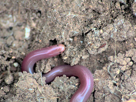 貓頭鷹會把盲蛇抓來當巢內的清潔工