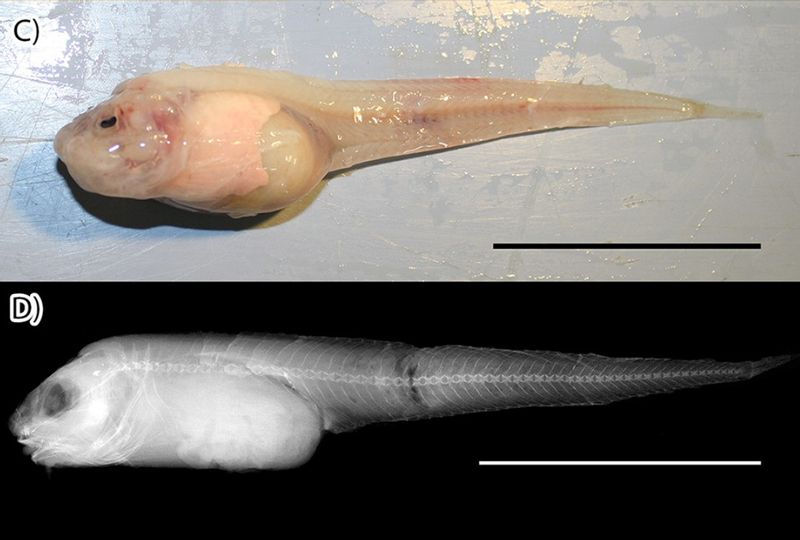 Specimen of Pseudoliparis swirei（Image source：Gerringer ME et al， CC BY 3.0 ）